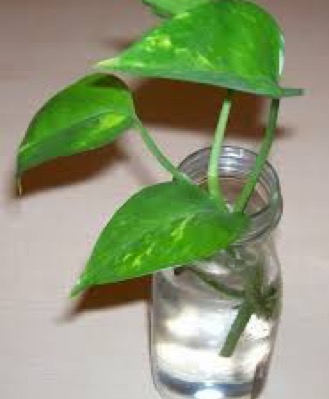 PROPOGATING DEVIL'S IVY